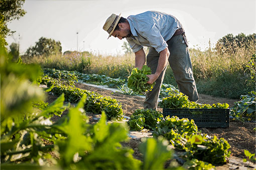 Lechuga-Murcia-Agro
