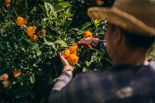 Naranja-Comunidad Valenciana-Agro